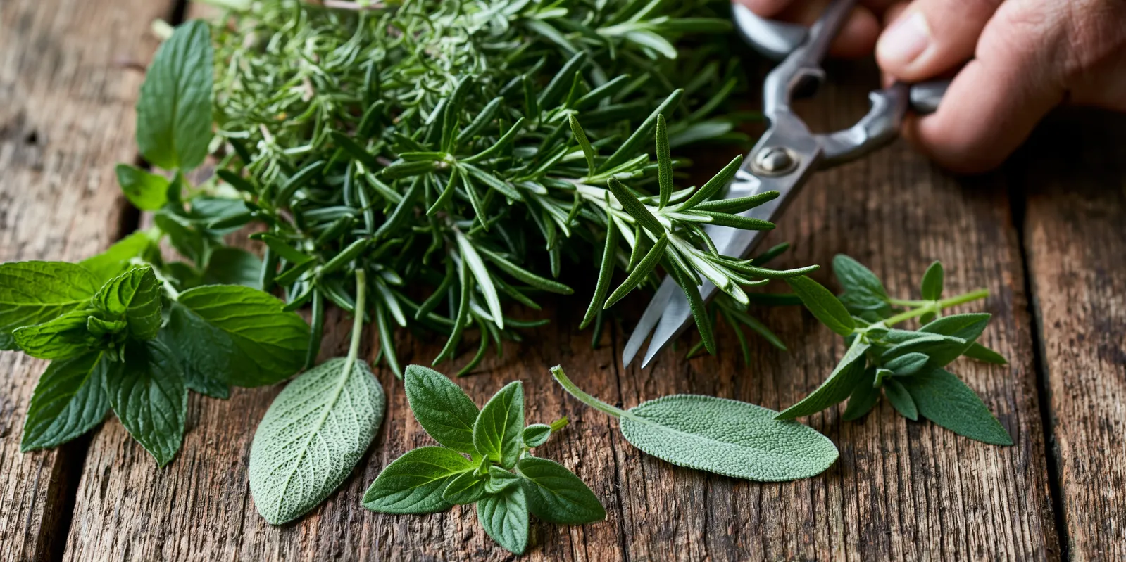tchitcha. fresh garden herbs being cut with scissors scattere 0f50648d dcd2 4234 8bf5 647c938a002a 0 pour maigrir